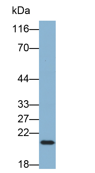 Biotin-Linked Polyclonal Antibody to Ferritin, Heavy Polypeptide (FTH)