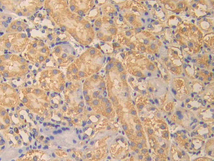 Biotin-Linked Polyclonal Antibody to Carbonic Anhydrase VB, Mitochondrial (CA5B)