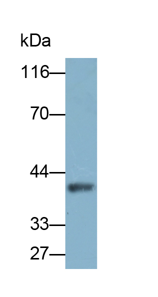 Biotin-Linked Polyclonal Antibody to Hedgehog Homolog, Desert (DHH)