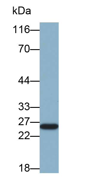 Biotin-Linked Polyclonal Antibody to Ferritin, Mitochondrial (FTMT)