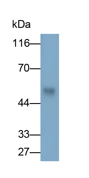 Biotin-Linked Polyclonal Antibody to Cytochrome P450 2D6 (CYP2D6)