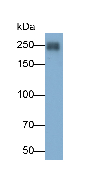 APC-Linked Polyclonal Antibody to Pappalysin 2 (PAPPA2)