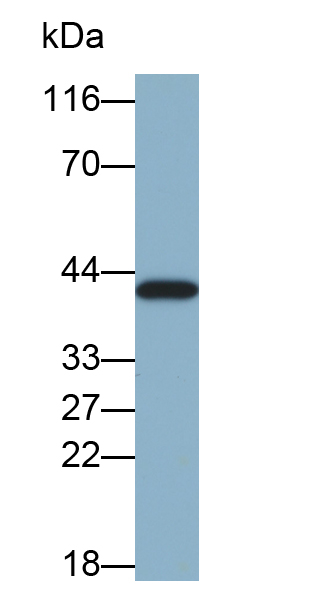 Biotin-Linked Polyclonal Antibody to Heat Shock 70kDa Binding Protein 1 (HSPBP1)