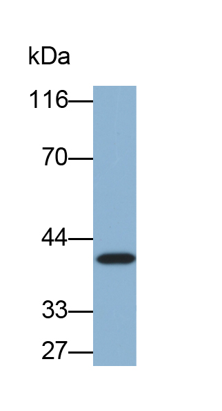 Biotin-Linked Polyclonal Antibody to Heat Shock 70kDa Binding Protein 1 (HSPBP1)