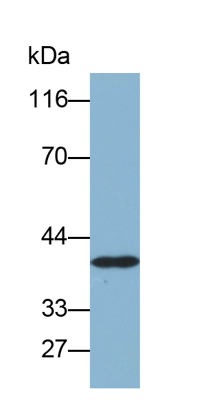 Biotin-Linked Polyclonal Antibody to Arginase II (Arg2)