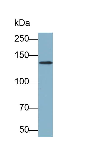 Biotin-Linked Polyclonal Antibody to Tumor Necrosis Factor Receptor Superfamily, Member 21 (TNFRSF21)