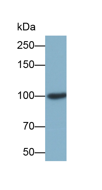 Biotin-Linked Polyclonal Antibody to Puromycin Sensitive Aminopeptidase (PSA)