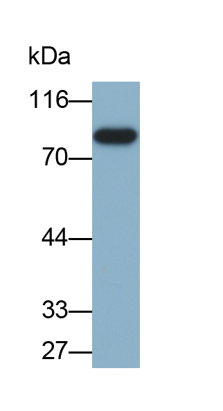 Biotin-Linked Monoclonal Antibody to Alpha-1-B-Glycoprotein (a1BG)