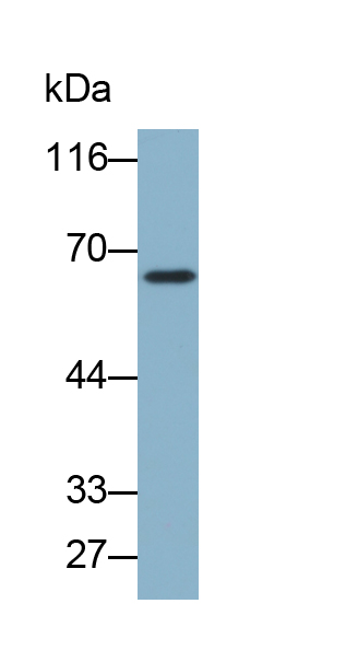 Biotin-Linked Polyclonal Antibody to Alpha-1-B-Glycoprotein (a1BG)