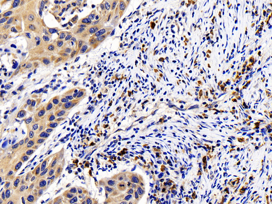 Biotin-Linked Polyclonal Antibody to B-Cell CLL/Lymphoma 2 Like Protein (Bcl2L)