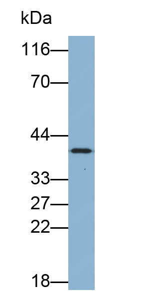 Biotin-Linked Polyclonal Antibody to Annexin A1 (ANXA1)