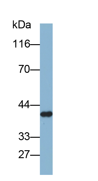 Biotin-Linked Polyclonal Antibody to Annexin A1 (ANXA1)