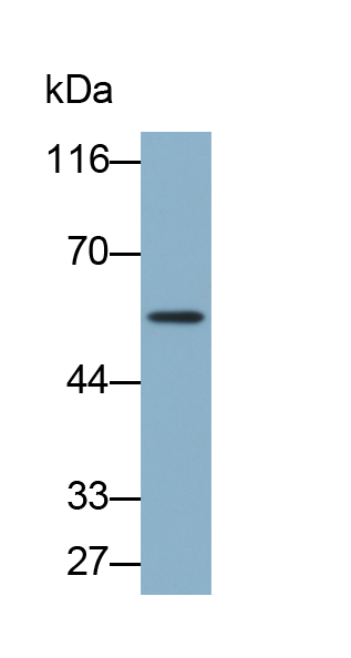 Biotin-Linked Polyclonal Antibody to Aldehyde Dehydrogenase 7 Family, Member A1 (ALDH7A1)