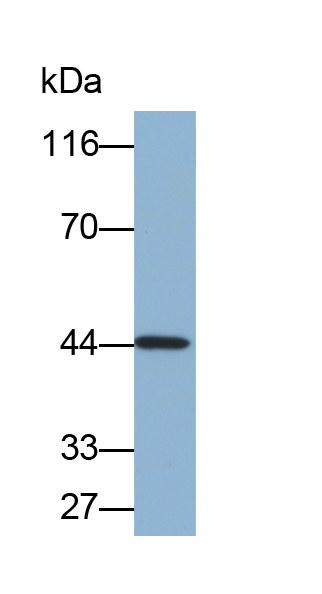 Biotin-Linked Polyclonal Antibody to Sirtuin 3 (SIRT3)