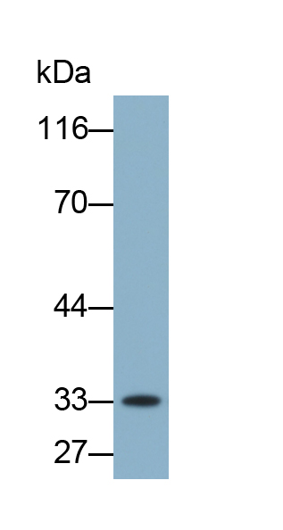 Biotin-Linked Polyclonal Antibody to Sirtuin 4 (SIRT4)