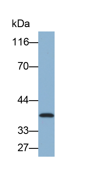 Biotin-Linked Polyclonal Antibody to Sirtuin 4 (SIRT4)