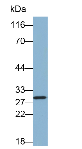 Biotin-Linked Polyclonal Antibody to Chloride Intracellular Channel Protein 4 (CLIC4)