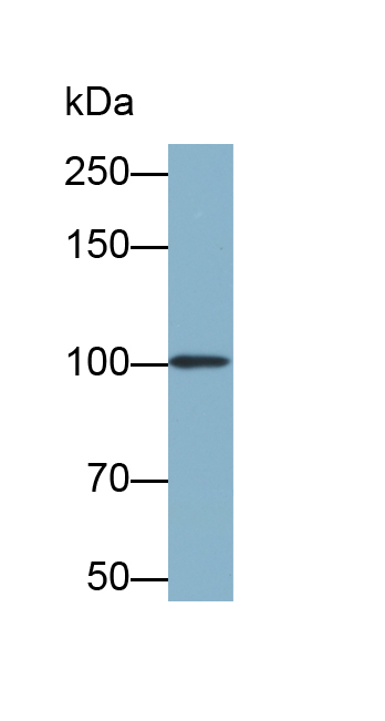 Biotin-Linked Polyclonal Antibody to Spondin 1 (SPON1)