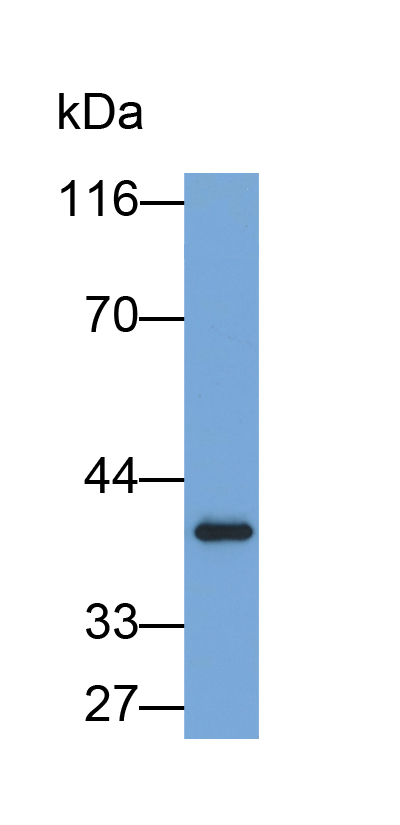 Biotin-Linked Polyclonal Antibody to Polycomb Group Ring Finger Protein 4 (PCGF4)