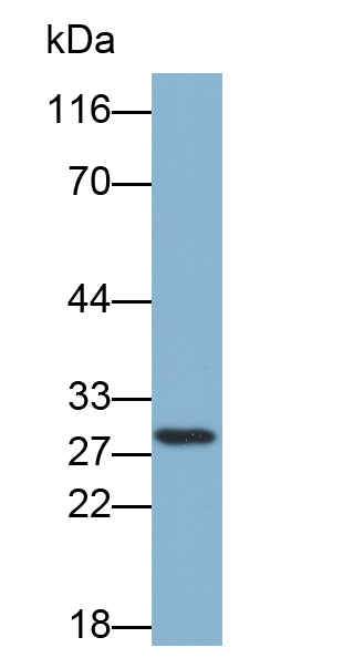 Biotin-Linked Polyclonal Antibody to Peroxiredoxin 4 (PRDX4)