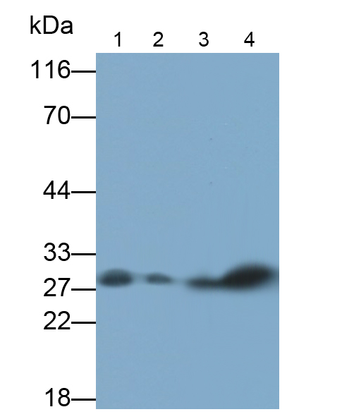Biotin-Linked Polyclonal Antibody to Peroxiredoxin 6 (PRDX6)