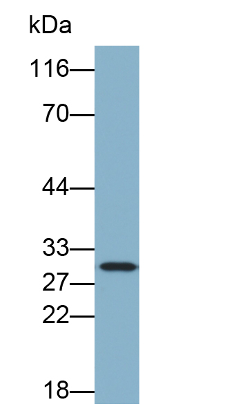 Biotin-Linked Polyclonal Antibody to Latexin (LXN)