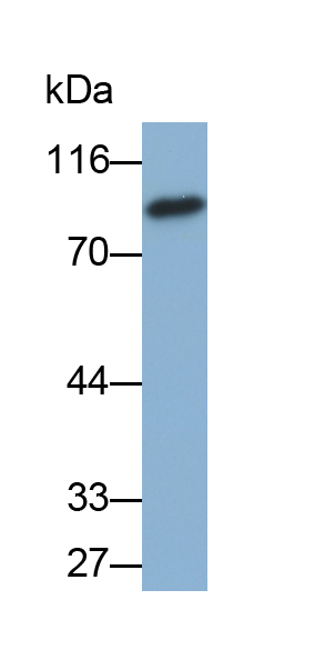 Biotin-Linked Polyclonal Antibody to Leucine Rich Repeat In FLII Interacting Protein 1 (LRRFIP1)