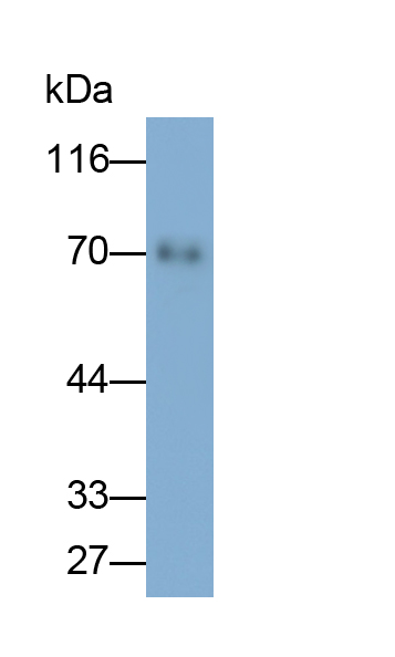 PE-Linked Polyclonal Antibody to Glutaminase (GLS)