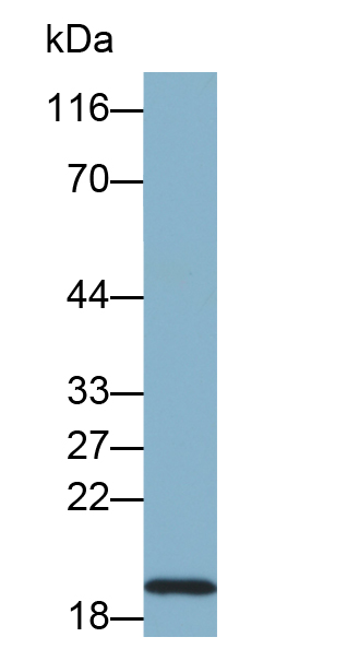 Biotin-Linked Polyclonal Antibody to Gastrokine 2 (GKN2)