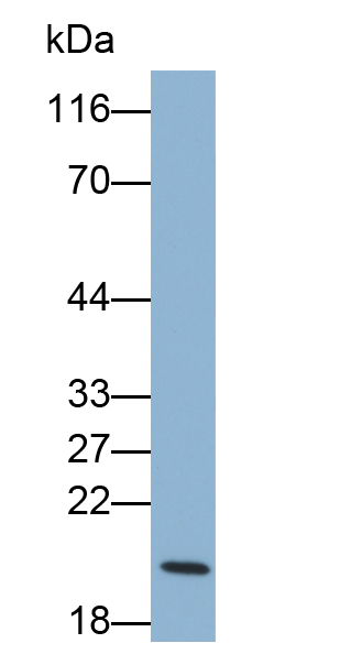 Biotin-Linked Polyclonal Antibody to Gastrokine 2 (GKN2)