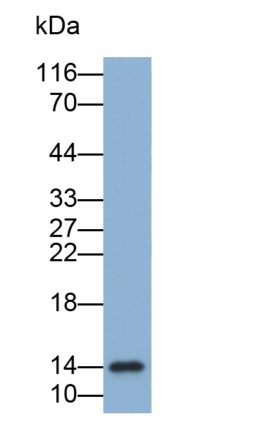 Biotin-Linked Polyclonal Antibody to Cystatin B (CSTB)