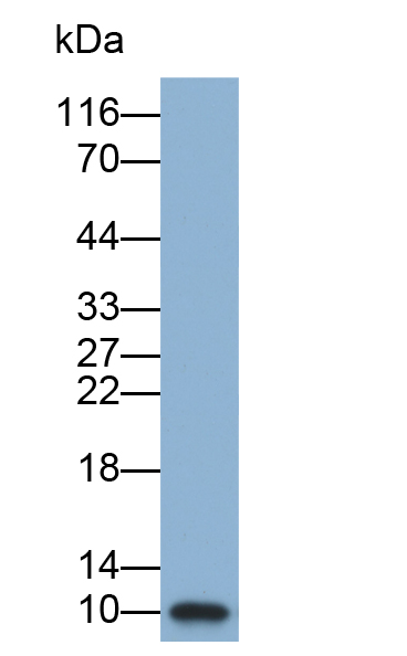 Biotin-Linked Polyclonal Antibody to Artemin (ARTN)