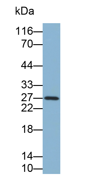 Biotin-Linked Polyclonal Antibody to Artemin (ARTN)