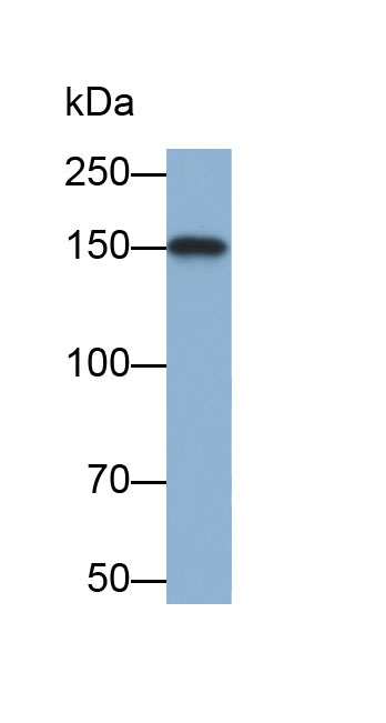 Biotin-Linked Polyclonal Antibody to DNA Repair Protein RAD50 (RAD50)