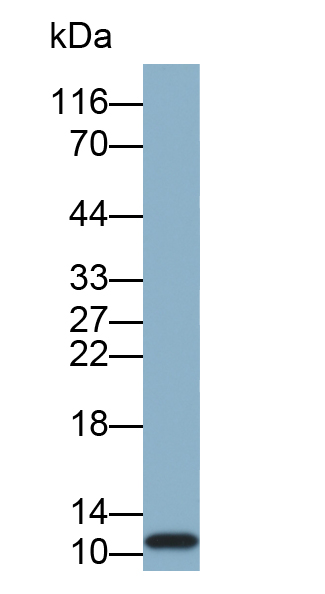 Biotin-Linked Monoclonal Antibody to Calprotectin (CALPRO)