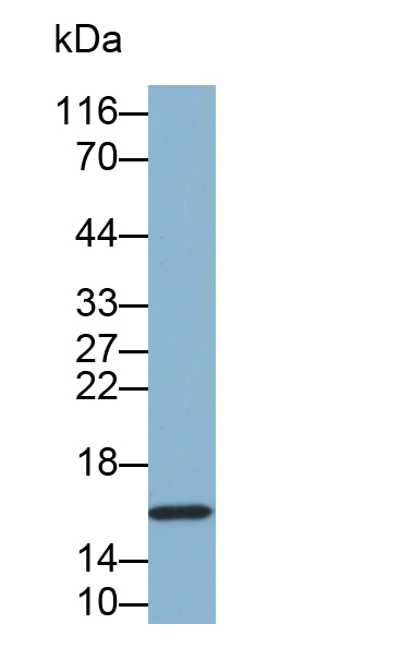 Biotin-Linked Polyclonal Antibody to Eukaryotic Translation Initiation Factor 4E Binding Protein 1 (EIF4EBP1)