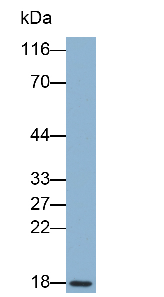 Biotin-Linked Polyclonal Antibody to Eukaryotic Translation Initiation Factor 4E Binding Protein 1 (EIF4EBP1)