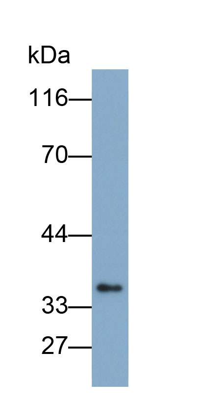 Biotin-Linked Polyclonal Antibody to Otubain 1 (OTUB1)