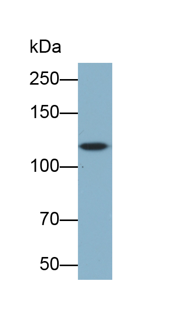 Biotin-Linked Polyclonal Antibody to Semaphorin 5B (SEMA5B)