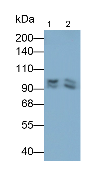 Biotin-Linked Polyclonal Antibody to Complement Component 4c (C4c)