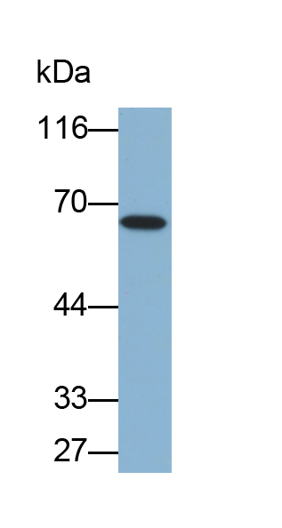 Biotin-Linked Polyclonal Antibody to Coiled Coil Domain Containing Protein 60 (CCDC60)