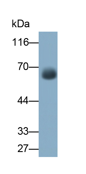 Monoclonal Antibody to Angiopoietin 2 (ANGPT2)