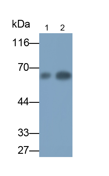 Monoclonal Antibody to Angiopoietin 2 (ANGPT2)