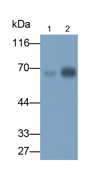 Monoclonal Antibody to Angiopoietin 2 (ANGPT2)
