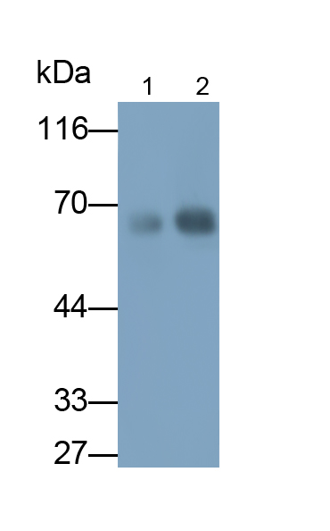 Monoclonal Antibody to Angiopoietin 2 (ANGPT2)