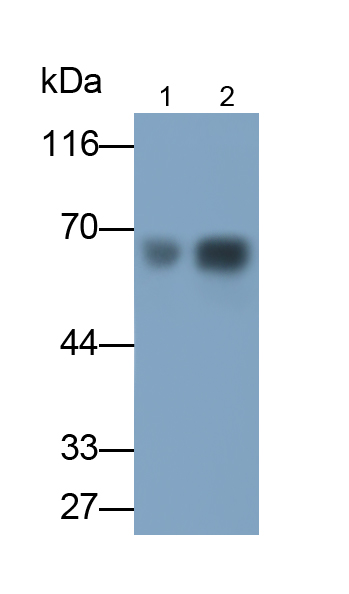 Monoclonal Antibody to Angiopoietin 2 (ANGPT2)