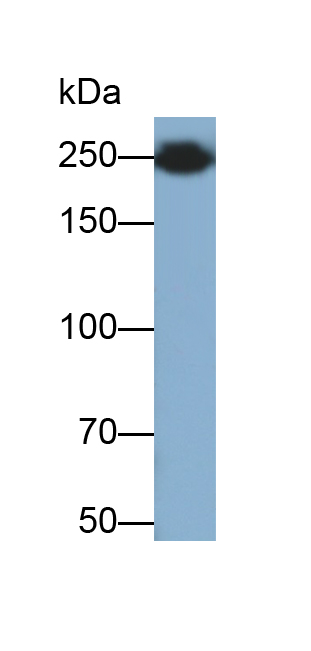 Monoclonal Antibody to Fibronectin (FN)