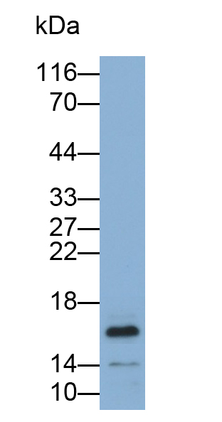 Monoclonal Antibody to Insulin Like Growth Factor 1 (IGF1)