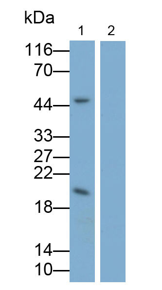 Monoclonal Antibody to Interleukin 10 (IL10)