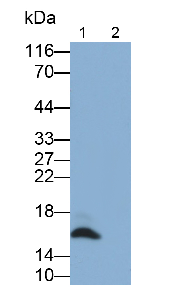 Monoclonal Antibody to Interleukin 17 (IL17)